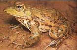 Cape Riverfrog http://chrissiesmeer.co.za/images_frogging/010.jpg